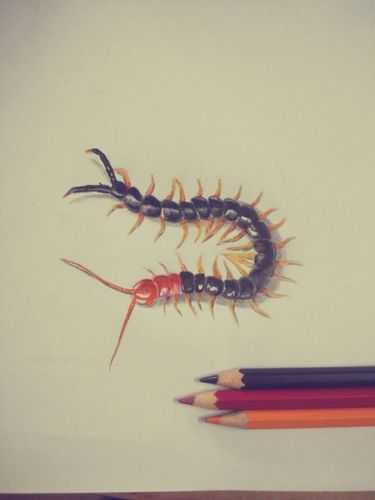 彩铅,蜈蚣