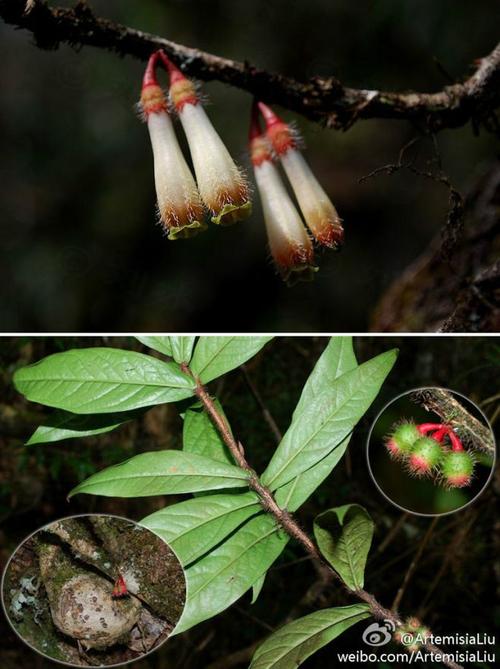 agapetes malipoensis 麻栗坡树萝卜