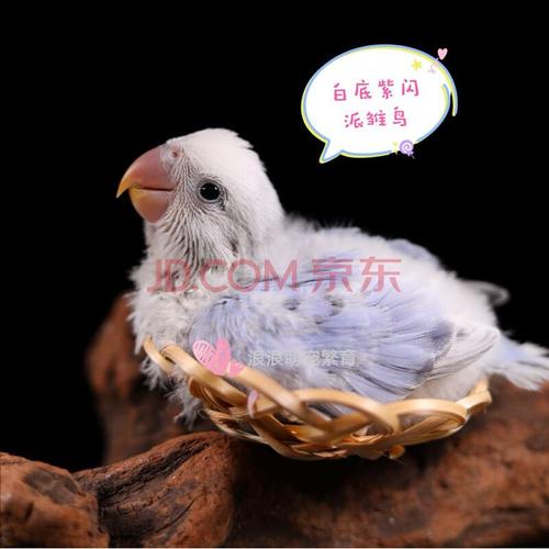 天弗合法面类手养亲人牡丹鹦鹉紫罗兰伊莎薰衣草松石伊莎蓝闪牡丹雏鸟