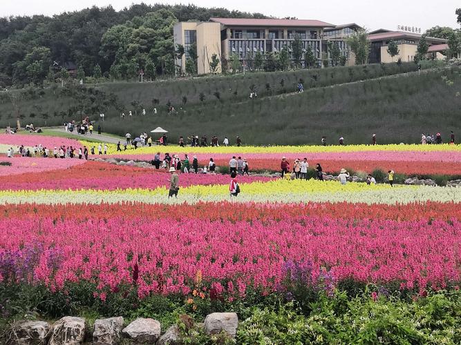 枝江安福寺镇东方年华～花的世界花的海洋