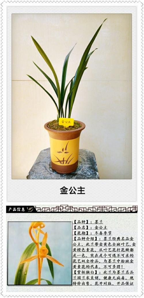 墨兰-金公主