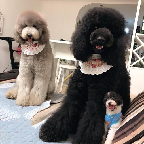 纯种巨贵犬家养巨贵幼犬黑白红灰花巨贵活体巨型泰迪宠物狗狗