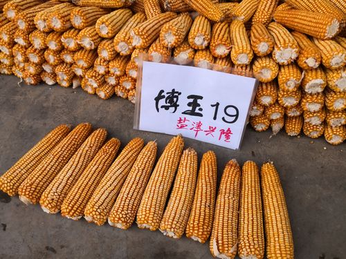 博玉19:高产,优质,抗穗腐,不烂籽