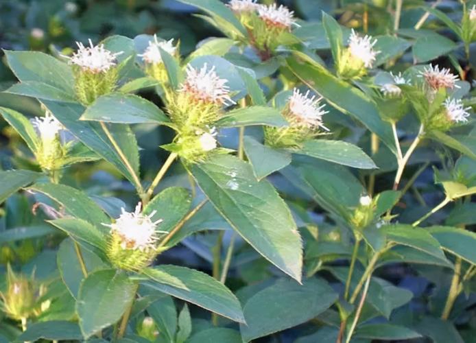 这种野草叫"苍术",如今人们把它当成了盆栽种植,观赏价值很高