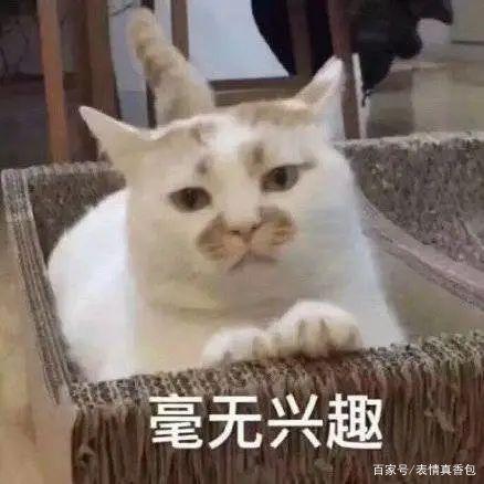 接下来是不是要骂我了 表情包|猫 我搞不懂 镜子里怎么会有一个小靓仔