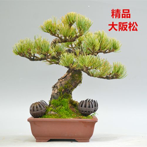 金针大阪松盆景盆栽实物日本进口精品老桩矮霸五针松原生绿植常青
