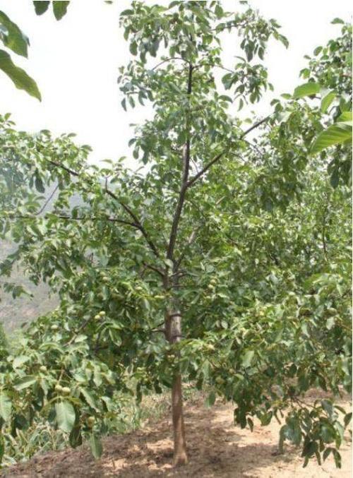 核桃树整形修剪应注意的事项