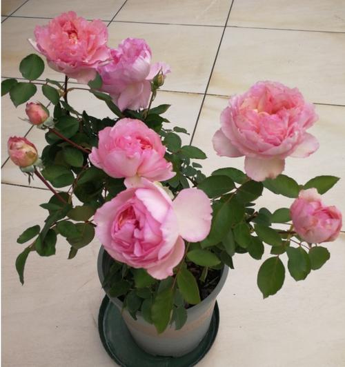 伊芙贵族香水月季