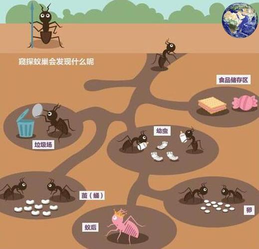 把蚂蚁的巢穴纵向切开,你会发现简直是一座豪华的地下