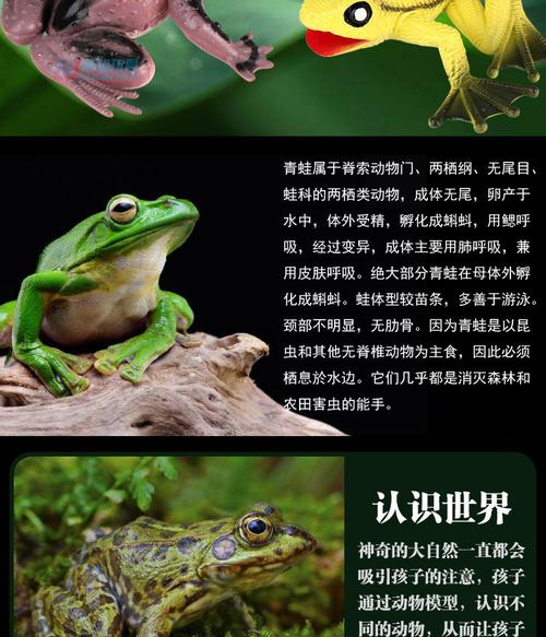 新款bb叫弹胶青蛙玩具 2款8色4寸青蛙 动物园仿真青蛙玩具批发