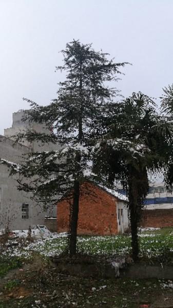 枣阳市杨垱镇徐寨中学