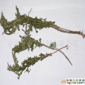 祖师麻植物形态-黄瑞香