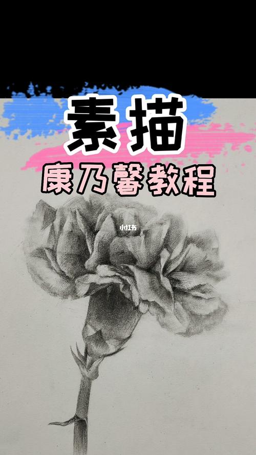 康乃馨一朵,学会送给母亲吧96_康乃馨_素描_文化