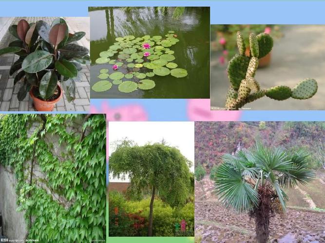 2校园里的植物课件18