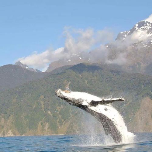 黑珊瑚 甚至当地媒体nz herald 还在米弗峡湾(milford sound) 抓拍到