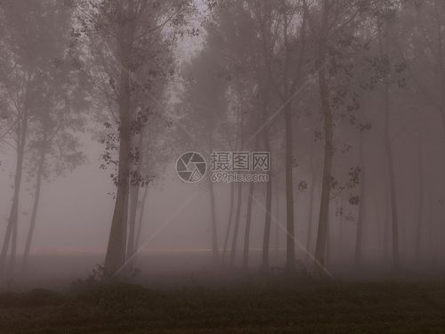 雾林中的树木