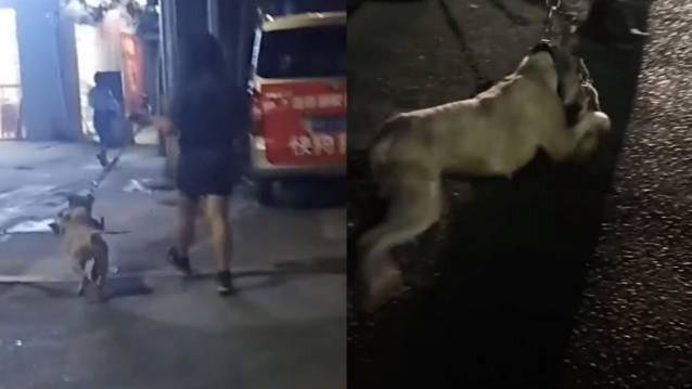 男子牵狗咬死流浪猫目击者他看得津津有味