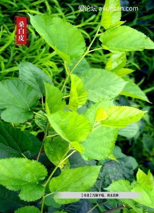 中药百草图(三)