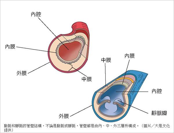 动脉和静脉的管壁结构,不论是动脉或静脉,管壁都是由内,中,外三层所