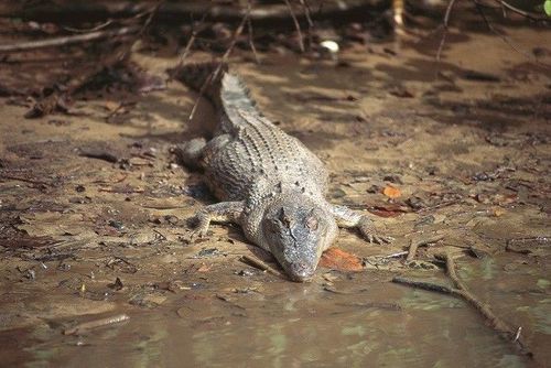 bringbackdundee by embracing your inner crocodile dundee with a