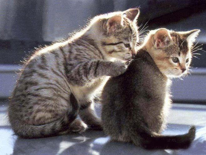 感人至深的一幕:猫妈妈为她的孩子抓虱子,暖阳为它们镀上一层金色的