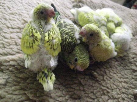 虎皮鹦鹉幼鸟多少点睡觉