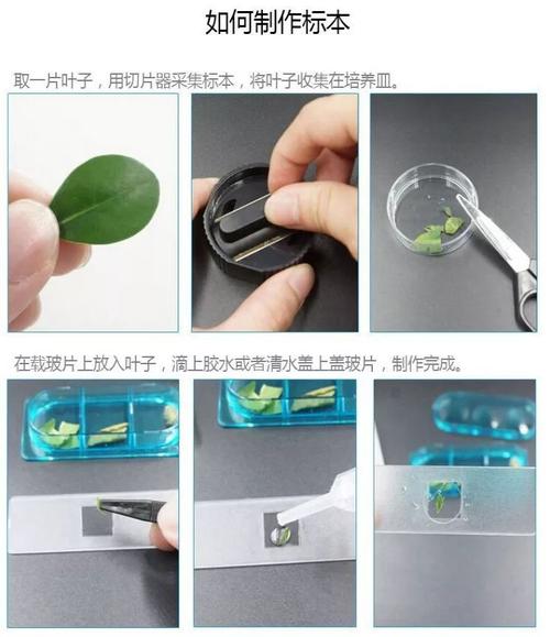 制作标本的方法如下,制作完成后就可以在显微镜下观测啦~让孩子可以