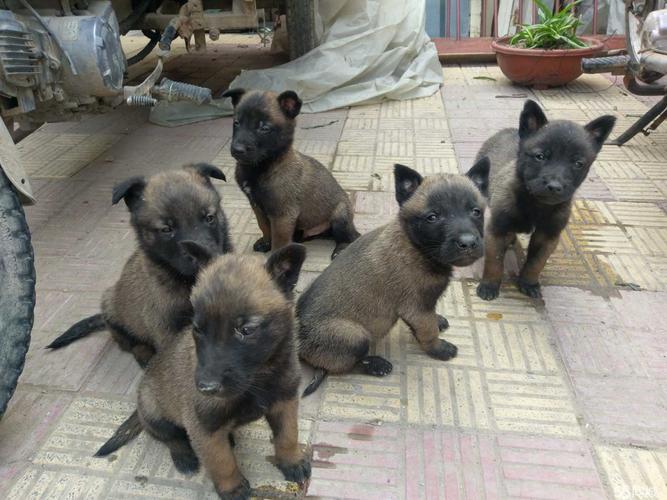 45天的马犬899元(公母均有)