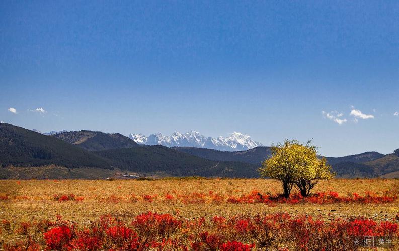 香格里拉的狼毒花