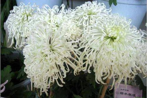 玉翎管菊花什么时候开花?