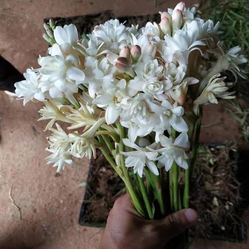 4种"美丽花",喜欢毒日头,买回家晒一晒,直接爆盆了