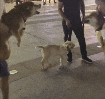 俩柴犬吵架吵的热火朝天!铲屎官一放下秒怂,这就是狗仗人……势?