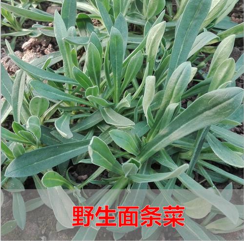 特价蔬菜种子 冬季_面条菜种子 蔬菜种子四季播 野菜种子冬季蔬菜种子