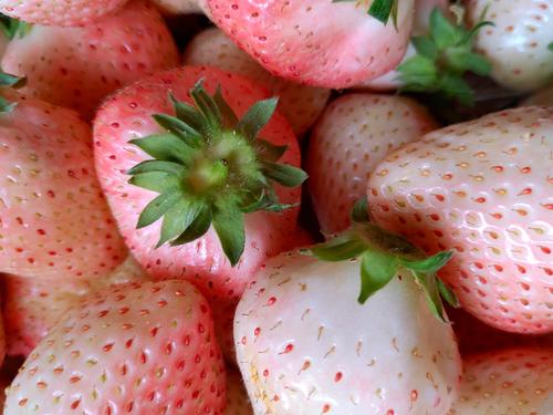 出来大棚,主人又向我们介绍了名为"白雪公主"的草莓,于是我们又到"