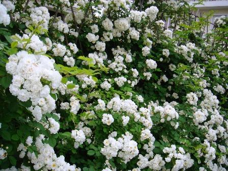 白蔷薇筑起了丛中楼阁