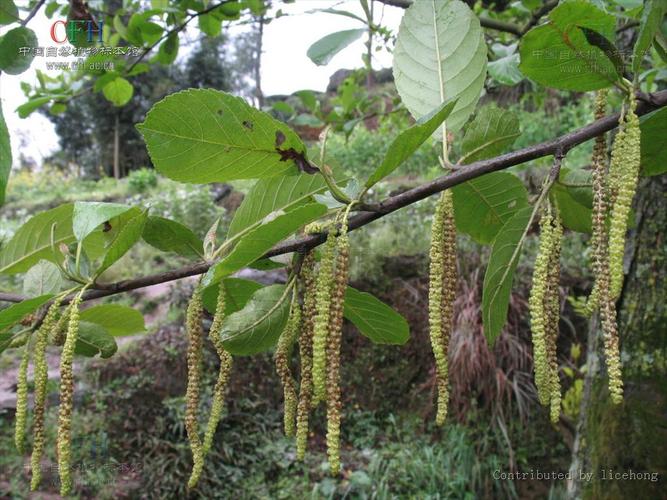 桤木属,也称赤杨属,夏绿落叶乔木或灌木.