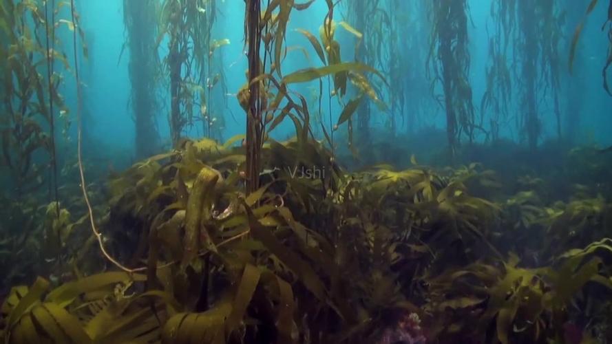 海藻_海洋生物_大自然_1280x720_高清视频素材下载(:)