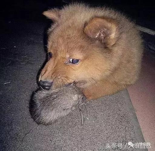 狗拿耗子真的是多管闲事吗?