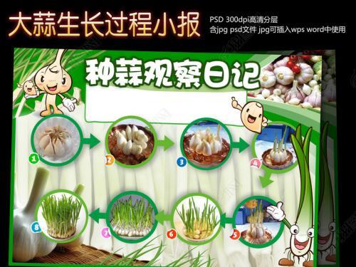 种蒜小报大蒜手抄报简单种大蒜的过程的手抄报