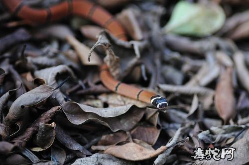 剧毒神经毒蛇福建华珊瑚蛇图片大全