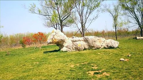 山东东营:广利河湿地公园,植物园随影,休闲健身好地方