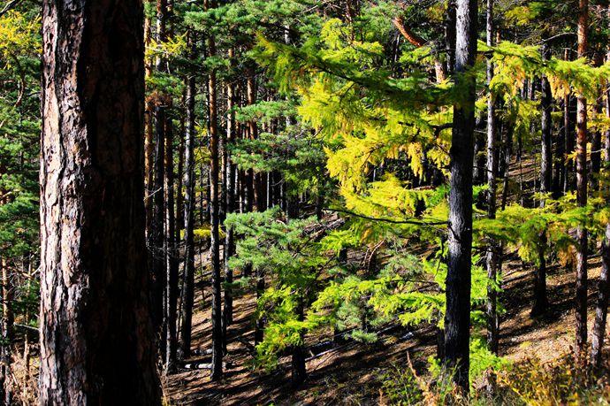 北部丘陵地区主要为落叶松所覆盖,落叶松占该州原始森林带的70%.