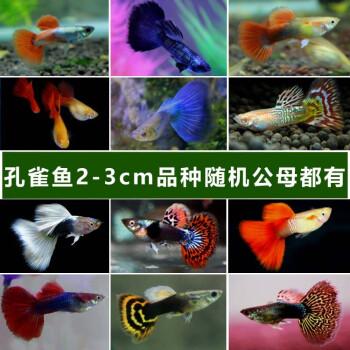 鱼小型淡水好养纯种凤尾红绿灯胎生热带小鱼活热带鱼 孔雀品种随机5条