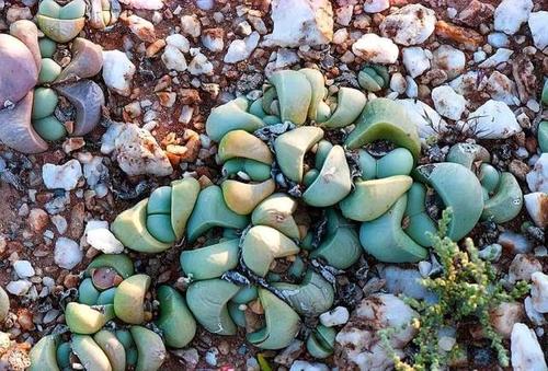 世界上最任性的沙漠,每年雨季有一个月会遍地长满多肉植物和野花