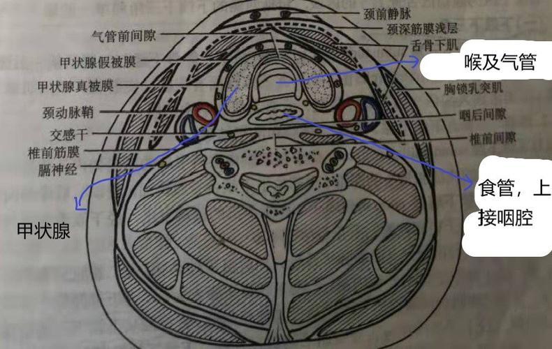 赵云鹏 文章列表             图2  看下图,看看颈部的横断面结构,颈