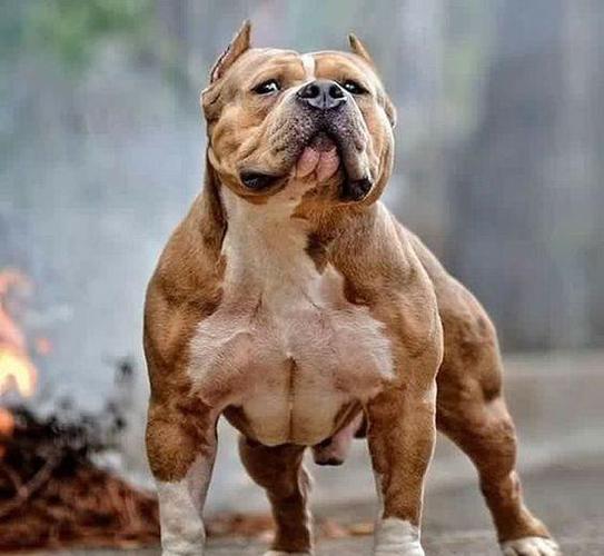 原创恶霸犬真的是恶犬?这几点说明,其实它是一个充满柔情的"壮男"
