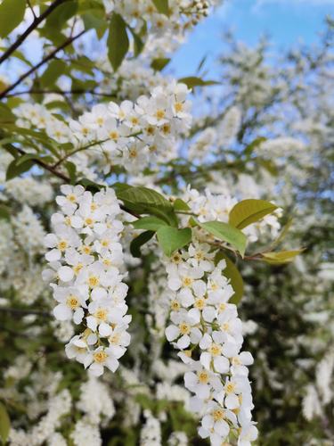 臭李子树开花压满枝