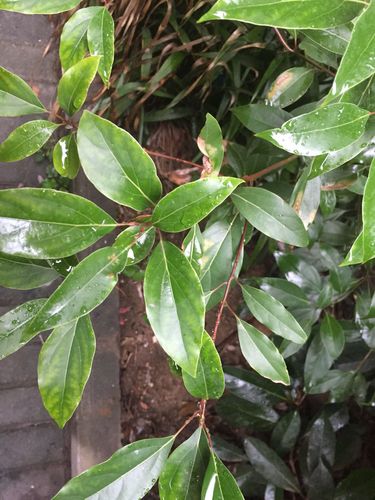 请问这是不是沉香树.