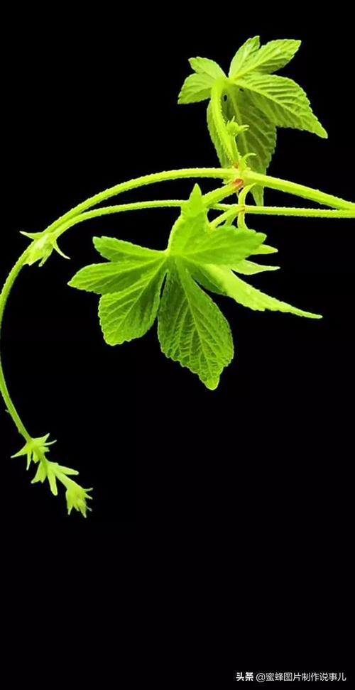 壁纸美图愿鲜花与绿叶结伴点缀你炫丽的人生