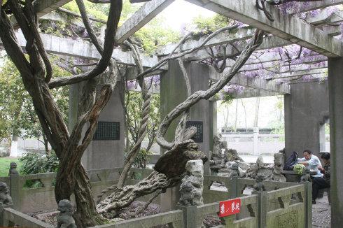 480年古藤,灿烂紫藤花